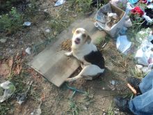 DRINGEND BENÖTIGT: Hundehütten für Tierasyl in Loznica/Serbien!