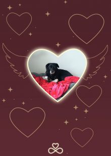 Foto Hilfsfahrt Sarajevo