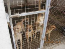 DRINGEND BENÖTIGT: Hundehütten für Tierasyl in Loznica/Serbien!