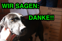 DRINGEND BENÖTIGT: Hundehütten für Tierasyl in Loznica/Serbien!