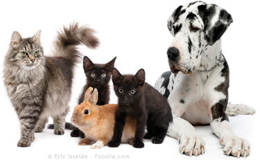 Image Tiere Header
